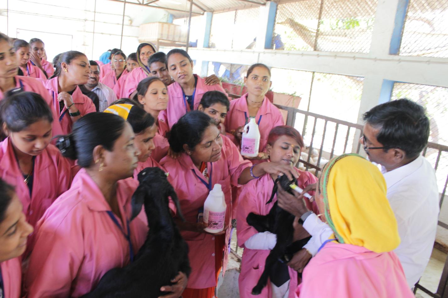 deworming demonstration at farm
